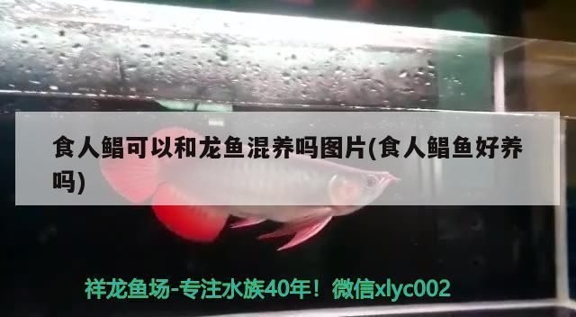 食人鯧可以和龍魚混養嗎圖片(食人鯧魚好養嗎)（食人鯧可以和龍魚混養嗎） 食人鯧可以和龍魚混養嗎圖片(食人鯧魚好養嗎)（食人鯧可以和龍魚混養嗎） 觀賞魚百科