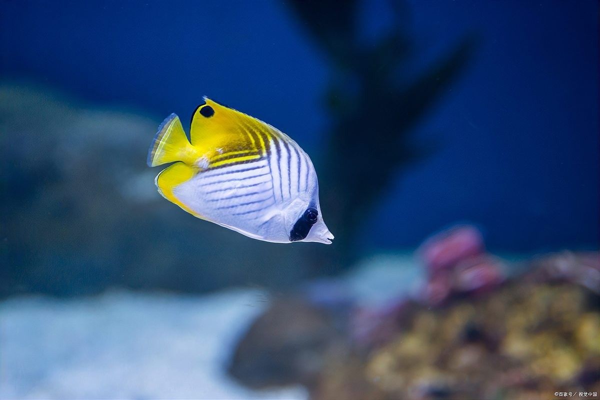 哪些情況下必須給雷龍魚加鹽？（給雷龍魚加鹽時必須考慮以下幾個關鍵因素）