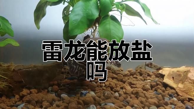 哪些情況下必須給雷龍魚加鹽？（給雷龍魚加鹽時必須考慮以下幾個關鍵因素）