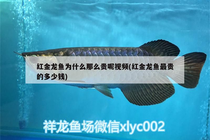 紅金龍魚為什么那么貴呢視頻(紅金龍魚最貴的多少錢)（紅金龍魚為什么那么貴呢）