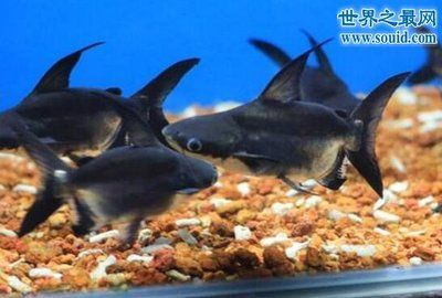 成吉思汗鯊觀賞魚（如何飼養成吉思汗鯊）