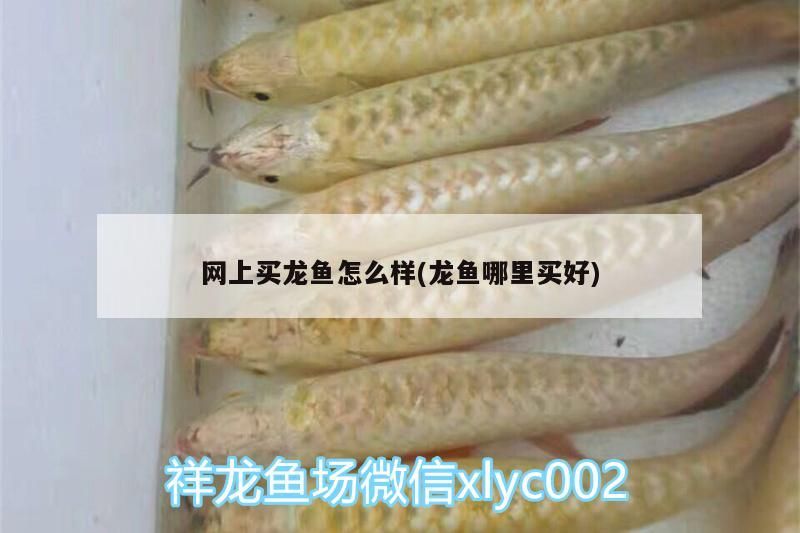 網(wǎng)上買龍魚怎么樣(龍魚哪里買好)（網(wǎng)上買龍魚怎么樣）