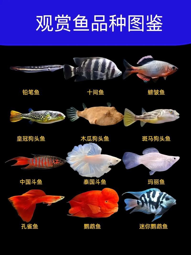 門類觀賞魚市場有哪些品種？（深圳花鳥魚蟲市場有哪些觀賞魚的種類有哪些觀賞魚的種類） 門類觀賞魚市場有哪些品種？（深圳花鳥魚蟲市場有哪些觀賞魚的種類有哪些觀賞魚的種類） 龍魚百科 第5張