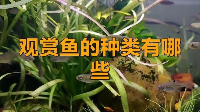 門類觀賞魚市場有哪些品種？（深圳花鳥魚蟲市場有哪些觀賞魚的種類有哪些觀賞魚的種類） 門類觀賞魚市場有哪些品種？（深圳花鳥魚蟲市場有哪些觀賞魚的種類有哪些觀賞魚的種類） 龍魚百科 第7張
