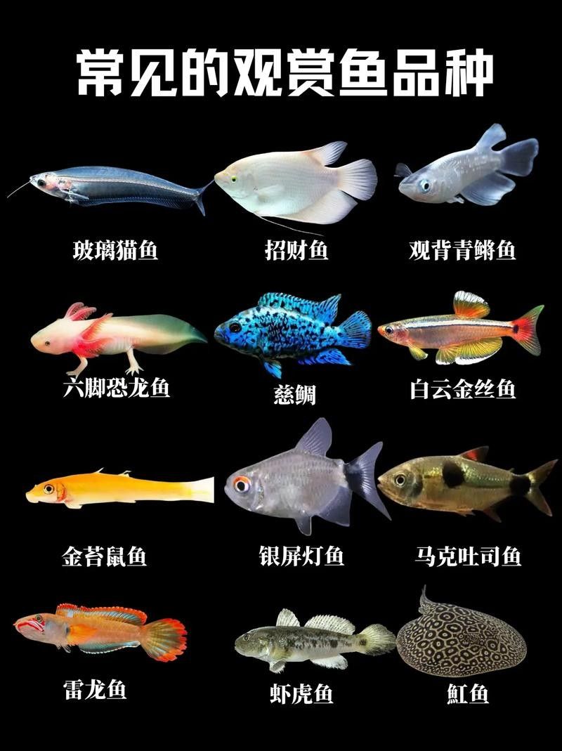 門類觀賞魚市場有哪些品種？（深圳花鳥魚蟲市場有哪些觀賞魚的種類有哪些觀賞魚的種類） 門類觀賞魚市場有哪些品種？（深圳花鳥魚蟲市場有哪些觀賞魚的種類有哪些觀賞魚的種類） 龍魚百科 第4張