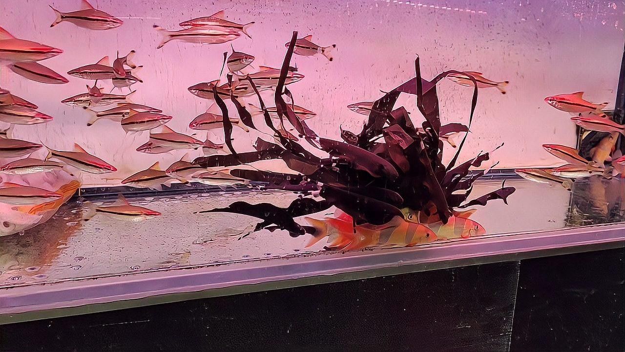 門類觀賞魚市場有哪些品種？（深圳花鳥魚蟲市場有哪些觀賞魚的種類有哪些觀賞魚的種類） 門類觀賞魚市場有哪些品種？（深圳花鳥魚蟲市場有哪些觀賞魚的種類有哪些觀賞魚的種類） 龍魚百科 第8張