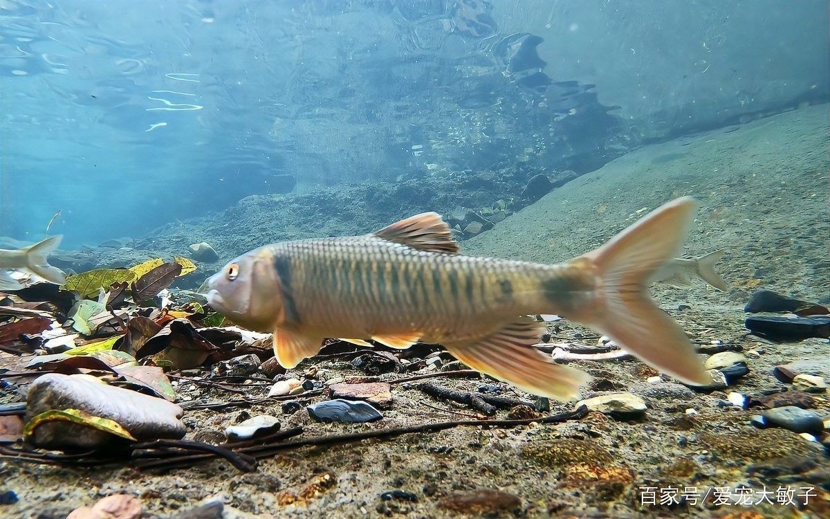 哪些顏色會讓龍魚感到不適（魚缸選色大揭秘）