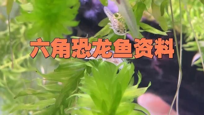 六角恐龍魚有哪些稀有品種（六角恐龍魚的種類及種類） 六角恐龍魚有哪些稀有品種（六角恐龍魚的種類及種類） 龍魚百科 第3張