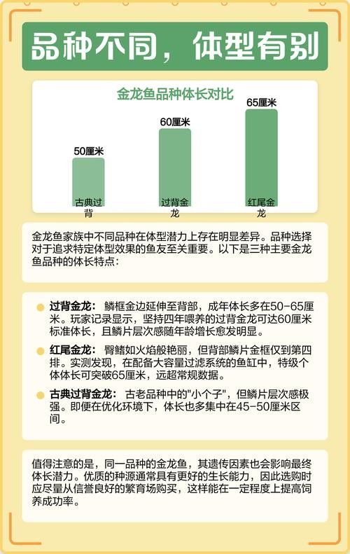 金龍魚最大能長到多大?(金龍魚一年能長多少厘米) 龍魚百科 第6張 金龍魚最大能長到多大?(金龍魚一年能長多少厘米) 金龍魚最大能長到多大?(金龍魚一年能長多少厘米) 龍魚百科 第6張