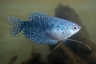 不同季節龍魚水溫管理，不同季節對龍魚水溫的管理 不同季節龍魚水溫管理，不同季節對龍魚水溫的管理 觀賞魚百科 第1張