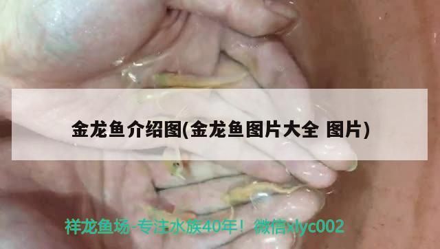 金龍魚介紹圖(金龍魚圖片大全圖片)（金龍魚圖片大全）