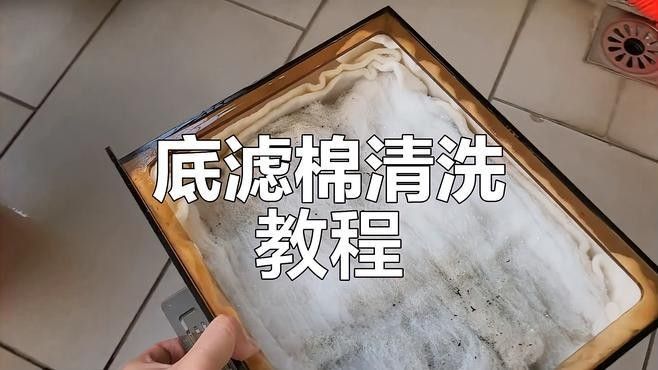 龍魚粘液清洗頻率（龍魚水質(zhì)維護和換水頻率）