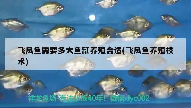 飛鳳魚需要多大魚缸養殖合適(飛鳳魚養殖技術)（養殖飛鳳魚需要多大魚缸養殖合適）