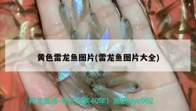 龍魚(yú)和薩伊藍(lán)混養(yǎng)視頻教程 薩伊藍(lán)可以和金龍混養(yǎng)嗎