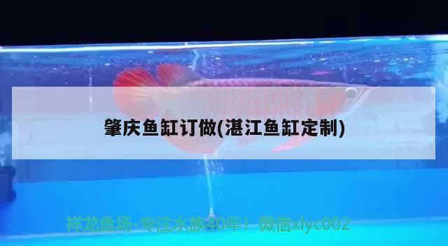 肇慶魚缸訂做(湛江魚缸定制)（肇慶魚缸定制、湛江魚缸定制、肇慶魚缸訂做的注意事項） 肇慶魚缸訂做(湛江魚缸定制)（肇慶魚缸定制、湛江魚缸定制、肇慶魚缸訂做的注意事項） 觀賞魚百科