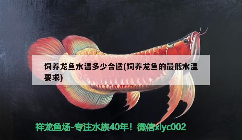 飼養(yǎng)龍魚(yú)水溫多少合適(飼養(yǎng)龍魚(yú)的最低水溫要求)（百度百科-龍魚(yú)飼養(yǎng)龍魚(yú)水溫多少合適） 飼養(yǎng)龍魚(yú)水溫多少合適(飼養(yǎng)龍魚(yú)的最低水溫要求)（百度百科-龍魚(yú)飼養(yǎng)龍魚(yú)水溫多少合適） 觀賞魚(yú)百科