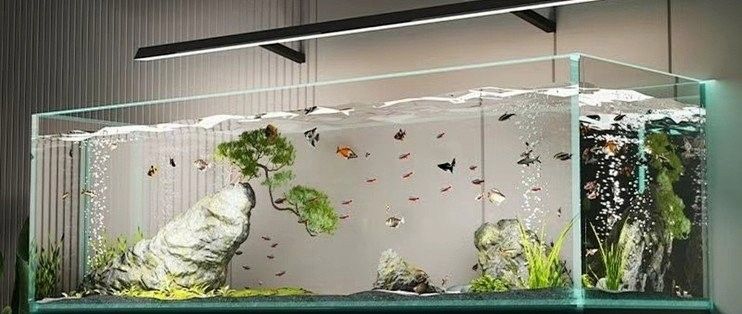 金龍魚缸的材質有哪些選擇（金龍魚缸怎么選）