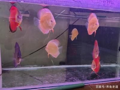 我的虎魚真菌感染了要怎么處理 龍魚內外寄檢疫(龍魚怎么做內寄檢疫)(如何做龍魚內外寄檢疫) 觀賞魚百科 龍魚內外寄檢疫(龍魚怎么做內寄檢疫)(如何做龍魚內外寄檢疫) 龍魚內外寄檢疫(龍魚怎么做內寄檢疫)(如何做龍魚內外寄檢疫) 觀賞魚百科