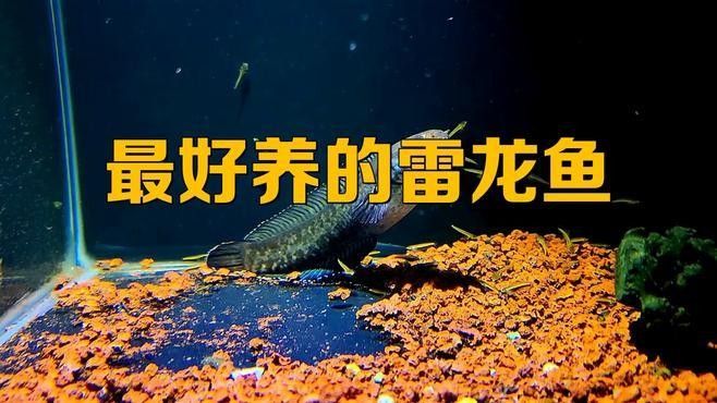 哪種雷龍魚最活潑（九種高顏值雷龍魚品種圖鑒…搜狐新手養雷龍魚） 哪種雷龍魚最活潑（九種高顏值雷龍魚品種圖鑒…搜狐新手養雷龍魚） 龍魚百科 第9張