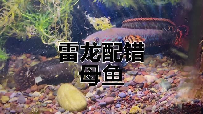 哪種雷龍魚最活潑（九種高顏值雷龍魚品種圖鑒…搜狐新手養雷龍魚） 哪種雷龍魚最活潑（九種高顏值雷龍魚品種圖鑒…搜狐新手養雷龍魚） 龍魚百科 第7張