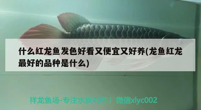 什么紅龍魚發色好看又便宜又好養(龍魚紅龍最好的品種是什么)