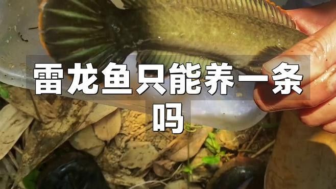 哪種雷龍魚適合與龍魚混養？（雷龍魚可以混養嗎）