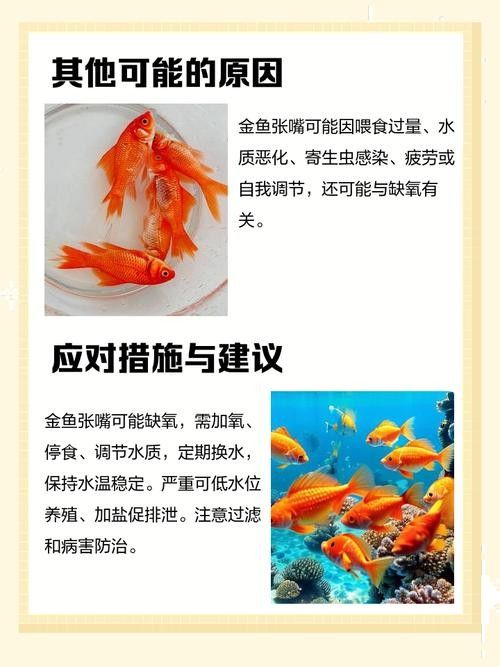 如何預防金龍魚張嘴（金龍魚張嘴怎么辦）