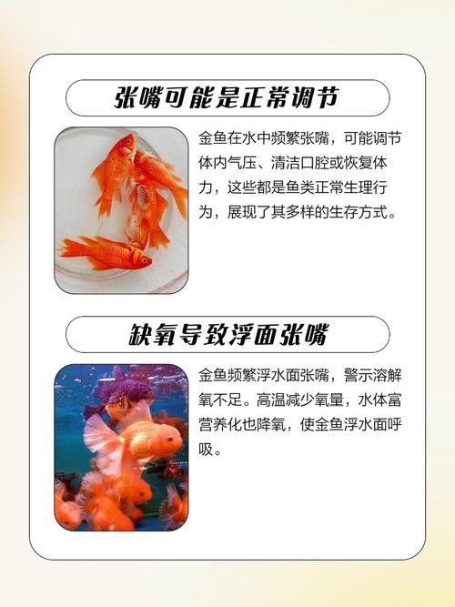 如何預防金龍魚張嘴（金龍魚張嘴怎么辦）