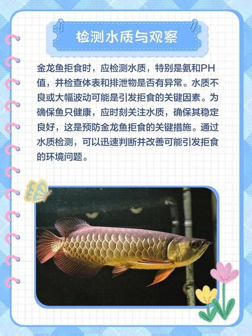 如何預防金龍魚張嘴（金龍魚張嘴怎么辦）