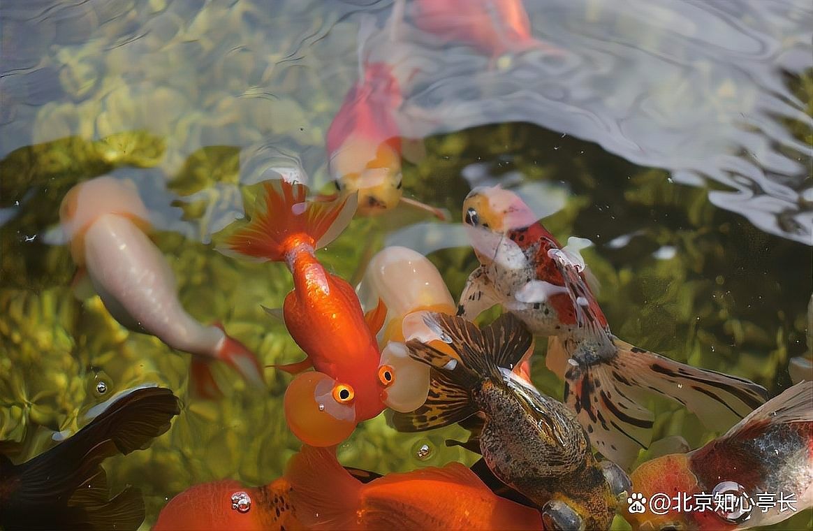 如何避免金龍魚只吃面包蟲？（如何避免金龍魚只吃面包蟲）