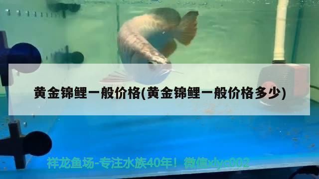 錦鯉魚 黃金錦鯉一般價(jià)格(黃金錦鯉一般價(jià)格多少)(黃金錦鯉一般價(jià)格多少) 觀賞魚百科 黃金錦鯉一般價(jià)格(黃金錦鯉一般價(jià)格多少)(黃金錦鯉一般價(jià)格多少) 黃金錦鯉一般價(jià)格(黃金錦鯉一般價(jià)格多少)(黃金錦鯉一般價(jià)格多少) 觀賞魚百科