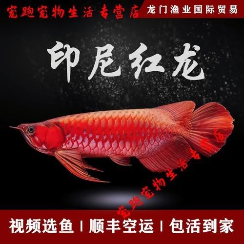紅背金龍魚幼魚如何挑選？（如何挑選優(yōu)質(zhì)紅背金龍魚）