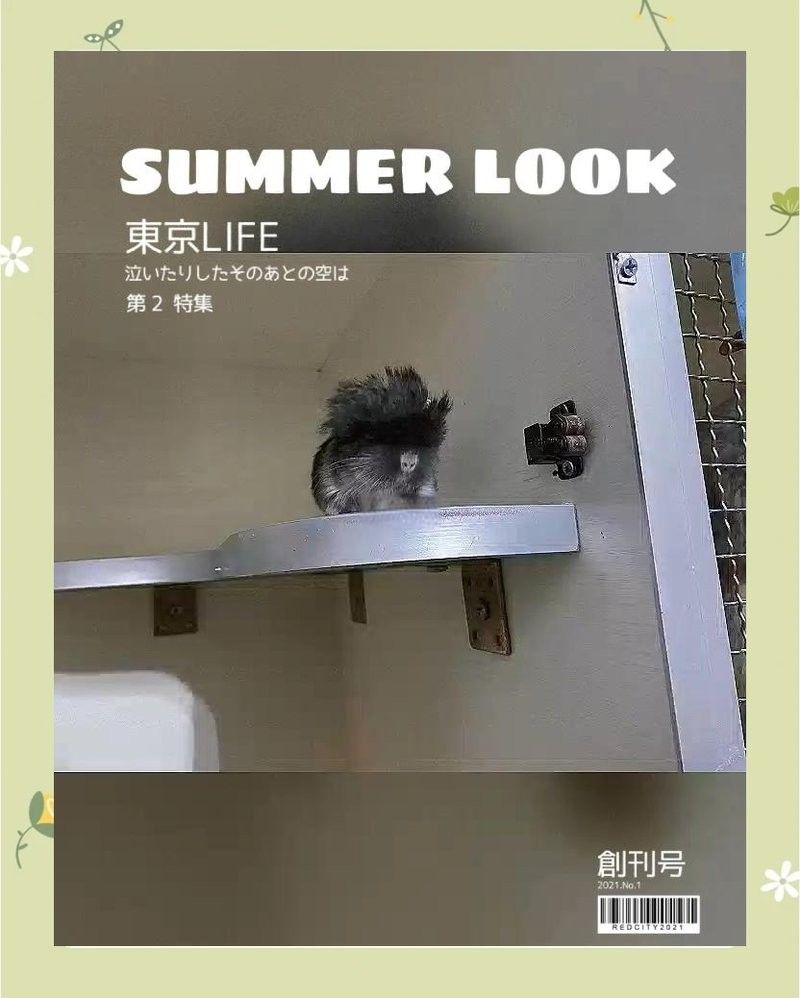 龍貓繁殖后的護理（李昂龍貓繁殖后的護理全攻略[emoji[需手動填充]1f495[[需手動填充]emoji[需手動填充]）