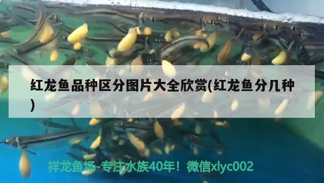 黑魚是不是雷龍魚(黑魚是雷龍魚的一種嗎)（紅龍魚品種區分圖片大全）