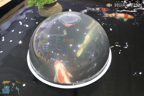 我的虎魚真菌感染了要怎么處理 龍魚慢性中毒怎么治療的簡單介紹(龍魚中毒怎么辦)(龍魚慢性中毒怎么辦) 觀賞魚百科 龍魚慢性中毒怎么治療的簡單介紹(龍魚中毒怎么辦)(龍魚慢性中毒怎么辦) 龍魚慢性中毒怎么治療的簡單介紹(龍魚中毒怎么辦)(龍魚慢性中毒怎么辦) 觀賞魚百科