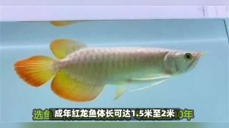 大紅龍魚(yú)的價(jià)格是多少？（大紅龍魚(yú)價(jià)格\