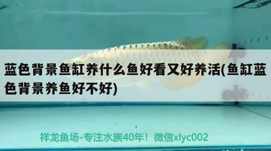 藍色背景魚缸養什么魚好看又好養活(魚缸藍色背景養魚好不好)（藍色背景養什么魚好看又好養活）