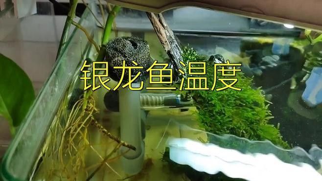 如何調節龍魚缸的水溫 如何調節龍魚缸的水溫 龍魚百科 第3張