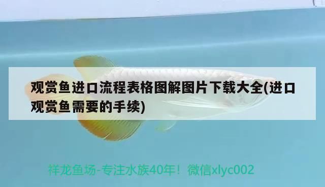 觀賞魚進口流程表格圖解圖片下載大全(進口觀賞魚需要的手續)（觀賞魚進口流程表格圖解）