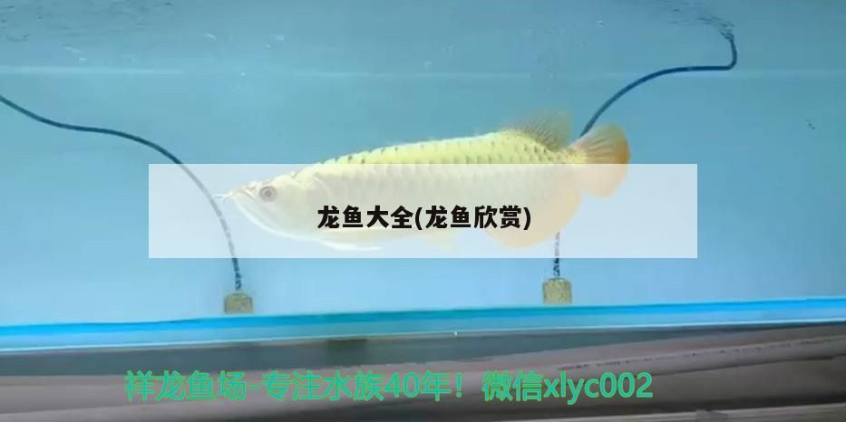 龍魚大全(龍魚欣賞)（魚的名稱大全）