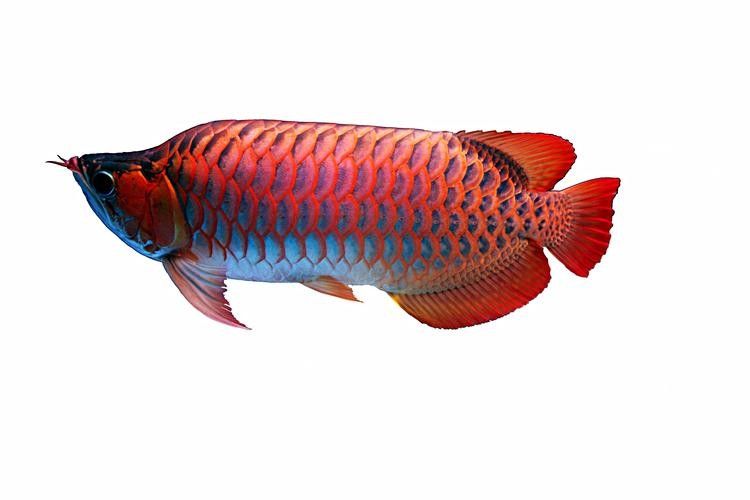 紅龍魚高清頭像有哪些風格（常見的紅龍魚高清頭像風格分類及特點及特點）