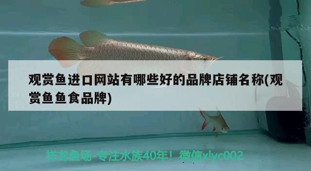 觀賞魚進口網站有哪些好的品牌店鋪名稱(觀賞魚魚食品牌)（觀賞魚進口網站有哪些好的品牌店店名稱） 觀賞魚進口網站有哪些好的品牌店鋪名稱(觀賞魚魚食品牌)（觀賞魚進口網站有哪些好的品牌店店名稱） 觀賞魚百科