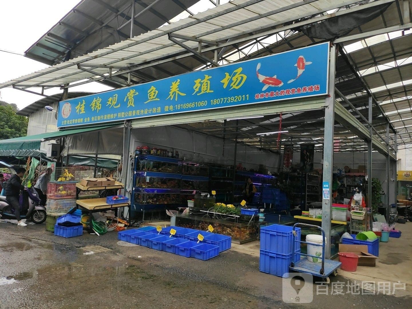 如何聯系桂林龍魚養殖基地（桂林龍魚養殖基地如何聯系？） 如何聯系桂林龍魚養殖基地（桂林龍魚養殖基地如何聯系？） 龍魚百科 第1張