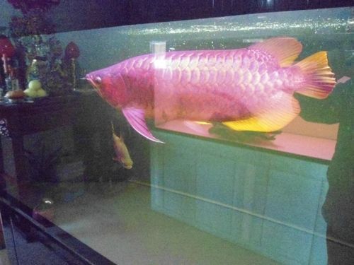 白金迷你鸚鵡魚(yú)尾部和魚(yú)鰭部分發(fā)紅是生病么（迷你鸚鵡魚(yú)尾部和魚(yú)鰭部分發(fā)紅是生病么）