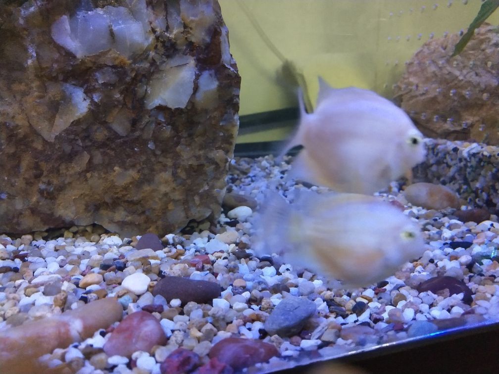 白金迷你鸚鵡魚(yú)尾部和魚(yú)鰭部分發(fā)紅是生病么（迷你鸚鵡魚(yú)尾部和魚(yú)鰭部分發(fā)紅是生病么）