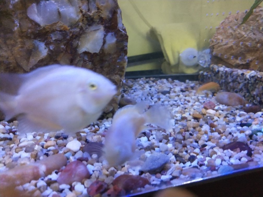白金迷你鸚鵡魚(yú)尾部和魚(yú)鰭部分發(fā)紅是生病么（迷你鸚鵡魚(yú)尾部和魚(yú)鰭部分發(fā)紅是生病么）