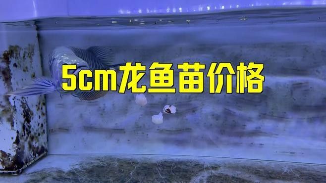 龍魚苗價格大概是多少（龍魚苗價格因地區、品種和購買渠道的不同而有所差異）