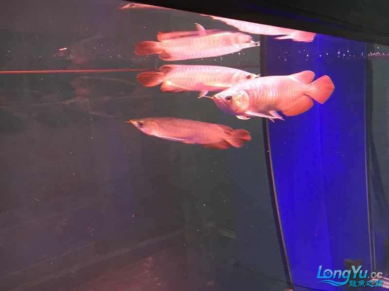 三龍混養第二天（三龍混養第二天養殖效果令人滿意）
