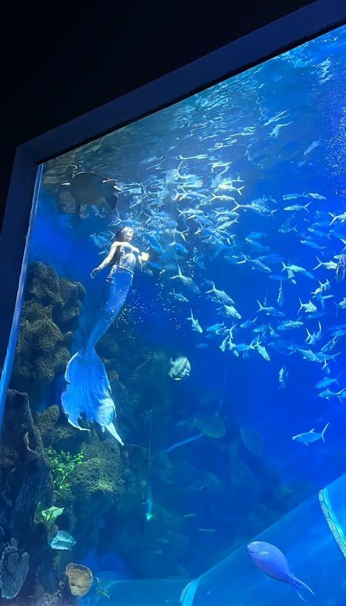 邳州哪個水族館龍魚好？祥龍魚場龍魚（邳州哪家水族館的龍魚品種最全？） 邳州哪個水族館龍魚好？祥龍魚場龍魚（邳州哪家水族館的龍魚品種最全？） 龍魚百科 第3張