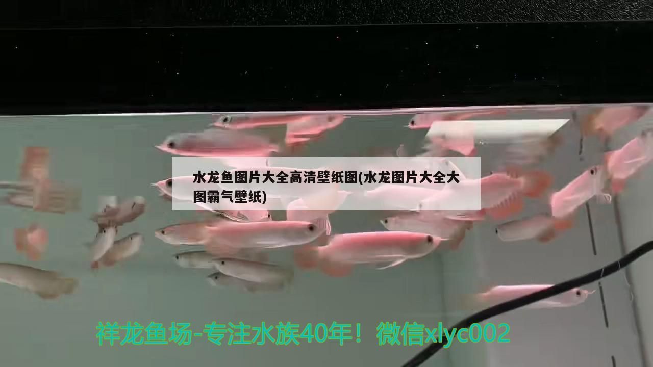 水龍魚圖片大全高清壁紙圖(水龍圖片大全大圖霸氣壁紙)